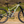 Intense 951 Trail (UDH)